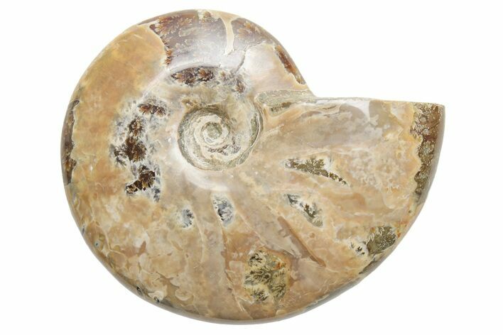 Polished Cretaceous Ammonite (Cleoniceras) Fossil - Madagascar #216089